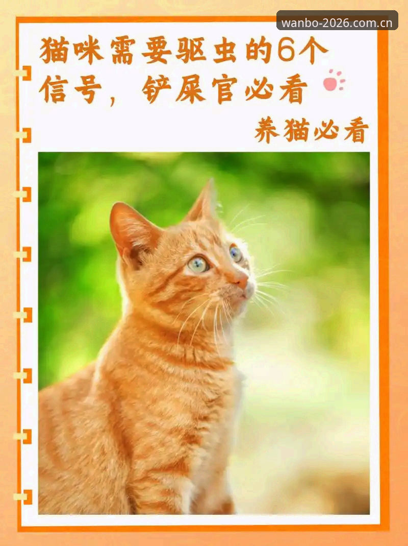 万博manbetx最新版本推荐 新手必看!2026版万博体育平台5步操作指南与真实体验分享
